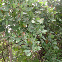 Quercus laceyi