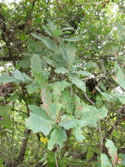 Quercus laceyi
