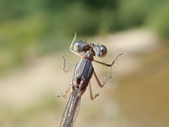 Lestes rectangularis