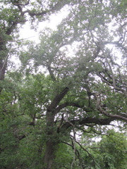 Quercus laceyi