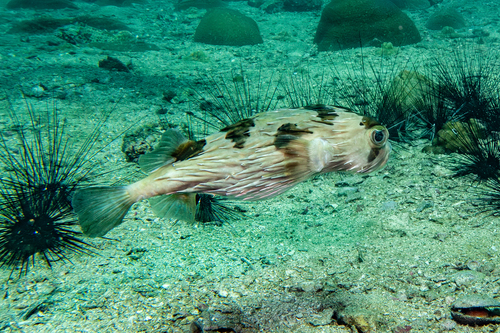 Diodon holocanthus