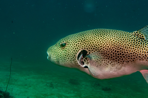 Arothron stellatus