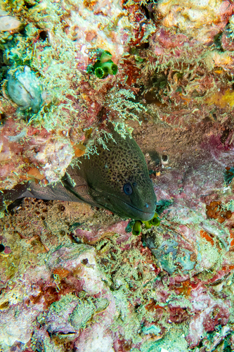 Gymnothorax javanicus