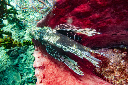 Pterois miles