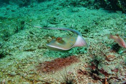 Neotrygon malaccensis
