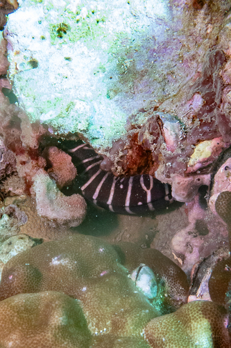 Gymnomuraena zebra