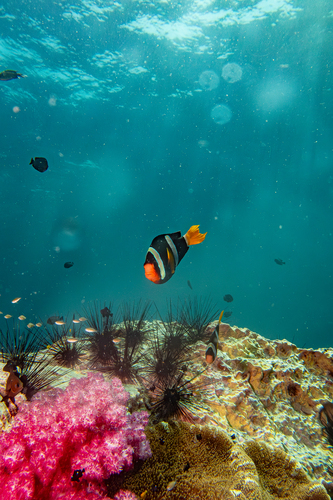Amphiprion clarkii