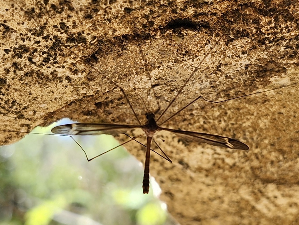 Tipula floridensis