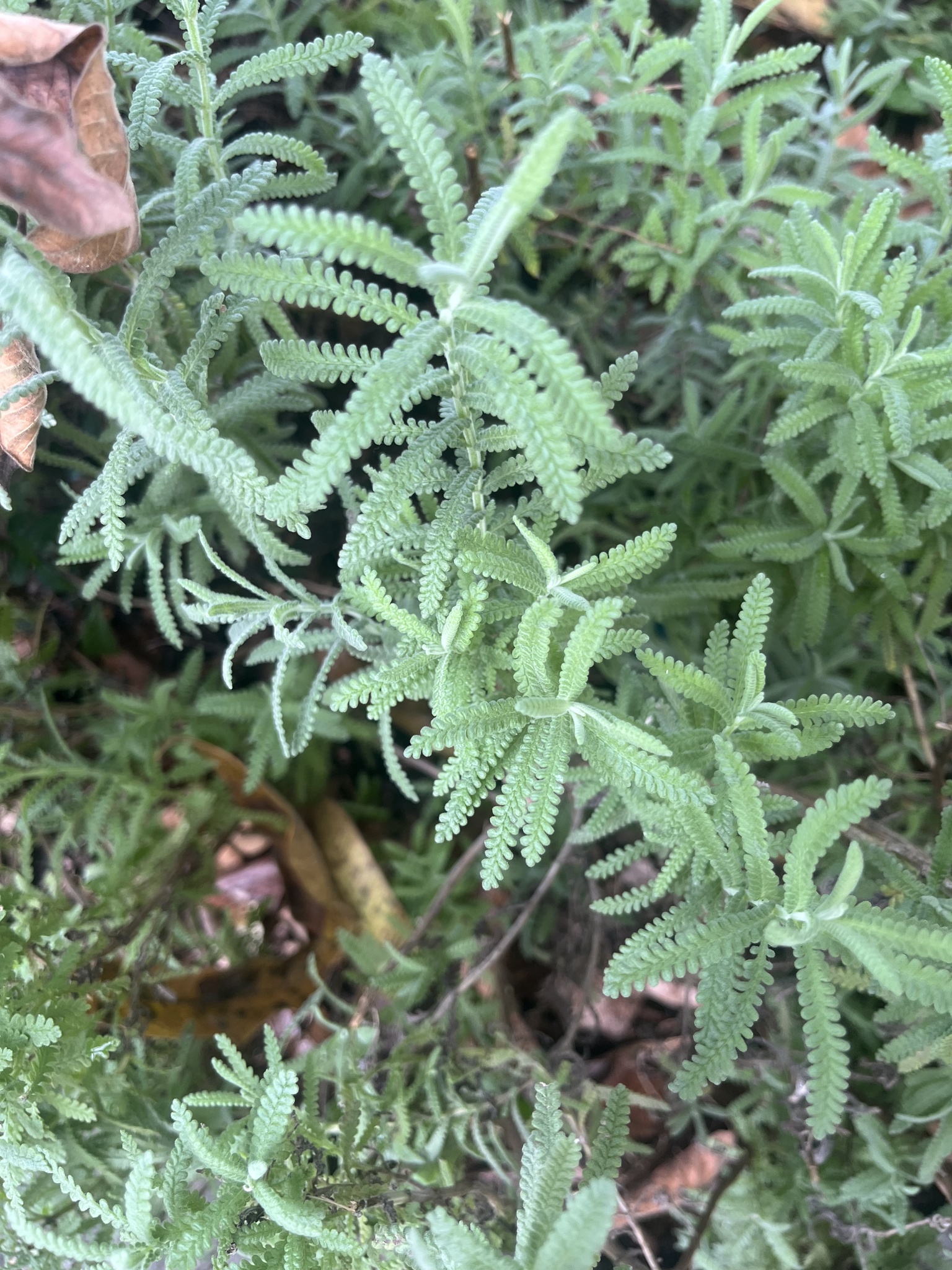 Lavandula dentata