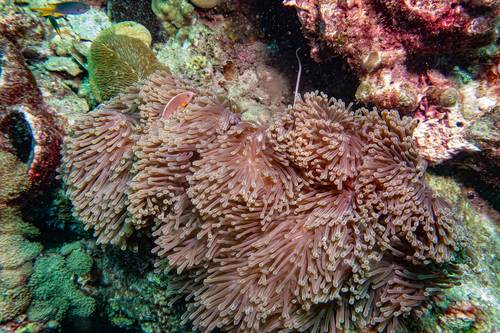 Amphiprion akallopisos