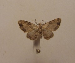 Chloroclystis sphragitis