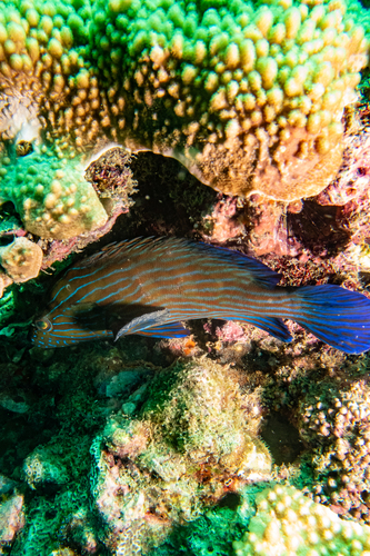 Cephalopholis formosa