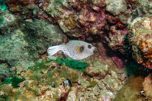 Arothron nigropunctatus