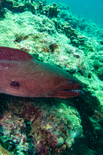 Gymnothorax javanicus
