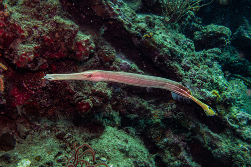 Aulostomus chinensis