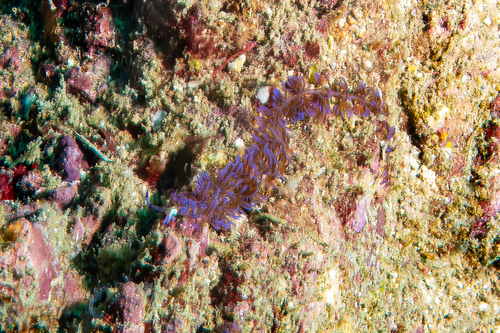 Pteraeolidia semperi