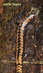 Alberch's Salamander photo 4