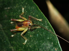 Brachybaenus