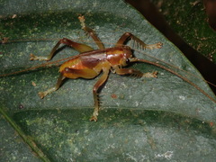 Brachybaenus