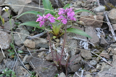 Pedicularis amoena