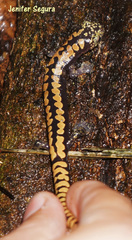 Alberch's Salamander photo 2