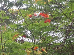 Caesalpinia pulcherrima