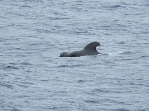 Globicephala macrorhynchus