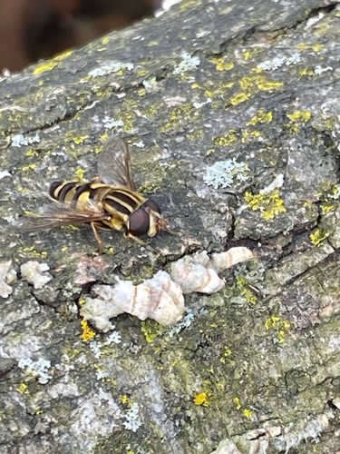 Unknown species found near Illinois, US