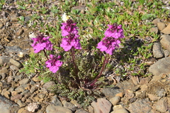 Pedicularis amoena