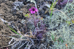 Pedicularis amoena
