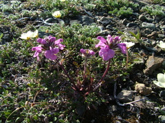 Pedicularis amoena