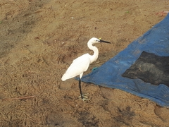 Egretta garzetta