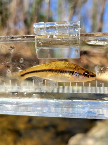 Highback chub (Hybopsis hypsinotus) — Cyprinidae — 5