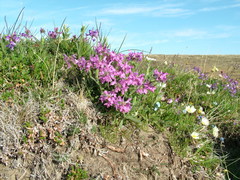 Pedicularis amoena