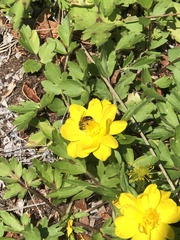 Ranunculus macranthus