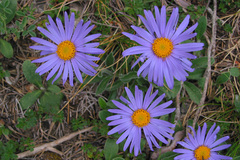 Aster alpinus