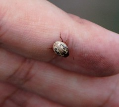 Zygogramma heterothecae