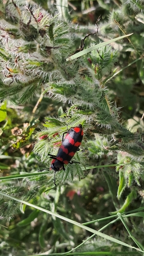 Mylabris abdelkaderi