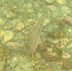 Upeneichthys