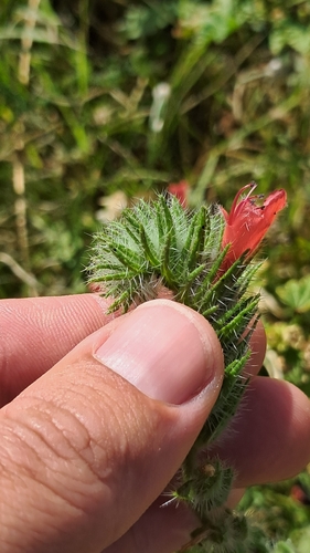 Echium horridum