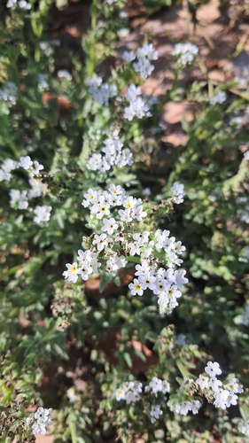 Heliotropium crispum