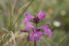 Pedicularis amoena