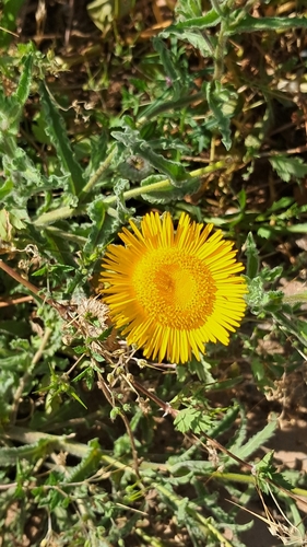 Pulicaria mauritanica