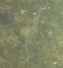 Notolabrus celidotus