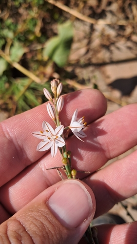 Annual Asphodel