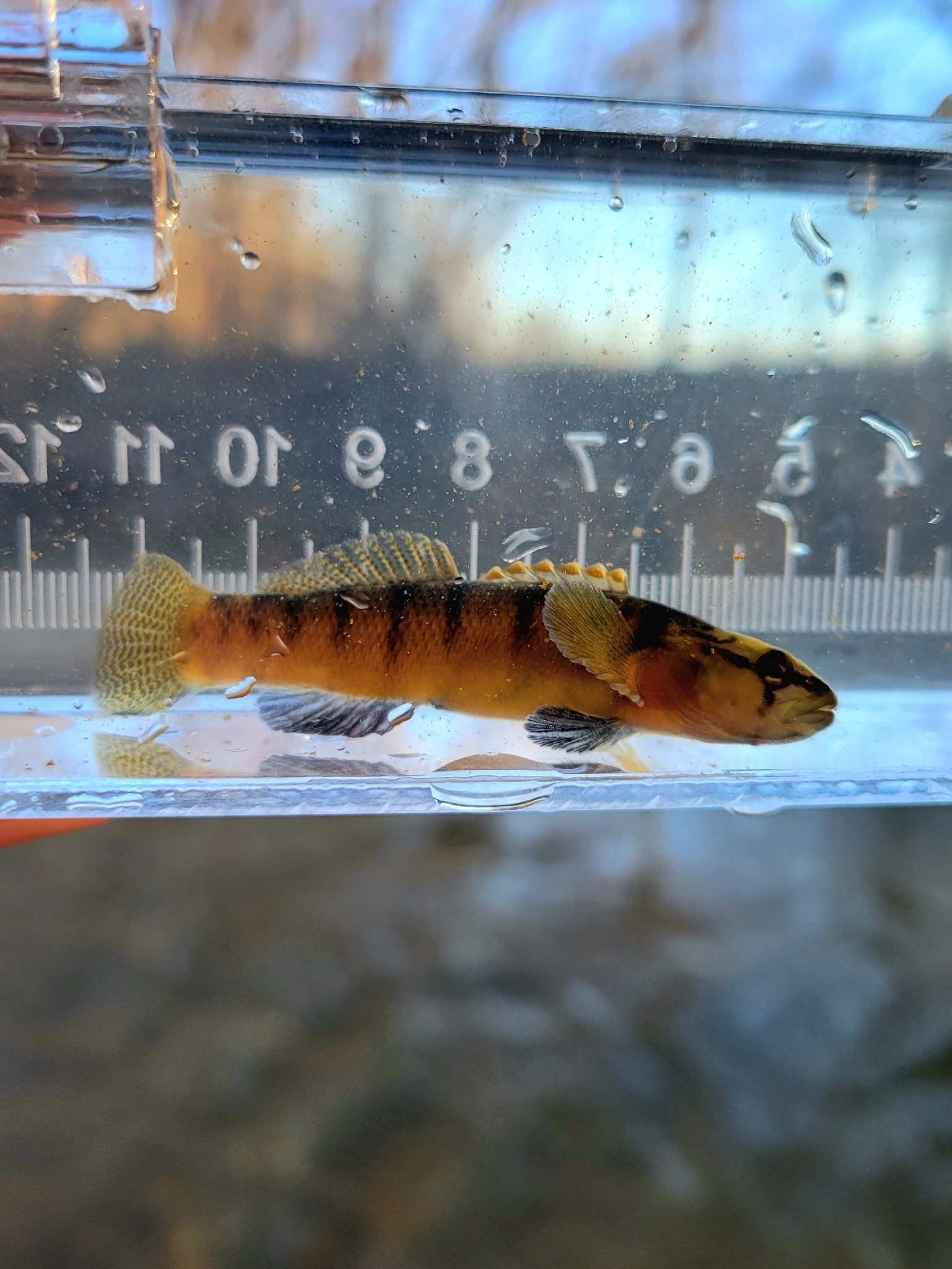Carolina Fantail Darter photo 7