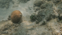 Valenciennea muralis