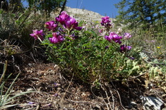 Hedysarum sangilense