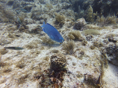 Blue kwab (Scarus coeruleus) — Scaridae — 5