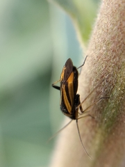 Plagiognathus moerens